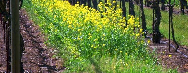 ﻿﻿ Mustard, mustard everywhere! Well, maybe “everywhere” is a bit of an exaggeration. We plant a mixture of grasses and other plants in the dirt between every other row of...