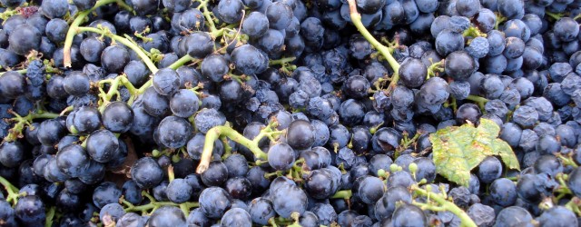 After a dearth of blogging, I finally caught up with our winemaker, Markus Niggli for a comparison of the last several vintages of Borra wines. A COOLING TREND Following a...