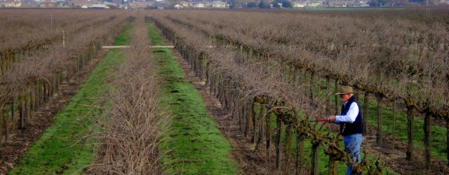 This being pruning time in wine country, I asked the master himself, Steve Borra, if he wouldn’t mind showing me a thing or two. Not long after sun-up on a...