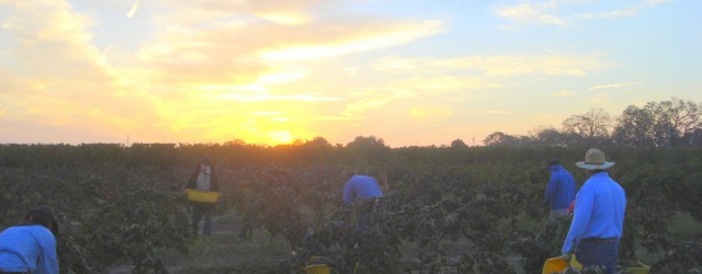 There was a time when local winemakers didn’t really care what grapes they were growing as long as their wine tasted good. They’d have maybe Zinfandel, Carignane and Petite Sirah...