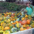 Like their wine industry fathers and fathers’ fathers, Steve and Bev Borra’s grandkids Dominic, Trevor, Chantz and neighbor Chase spent the summer as pumpkin and gourd growers among the family [&hellip;]