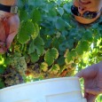 Last Friday, winemaker, Markus Niggli, and I (Jon Bjork, the Lodi Wine Guy embedded at Borra during crush), hit the field to check on some Gewürztraminer at Mokelumne Glen Vineyards. [&hellip;]