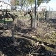 In what our winemaker, Markus Niggli, described as a “seven week ordeal,” over 150 acres of Borra Vineyards are now pruned. This massive yearly project involves a crew of six [&hellip;]