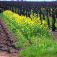 ﻿﻿ Mustard, mustard everywhere! Well, maybe “everywhere” is a bit of an exaggeration. We plant a mixture of grasses and other plants in the dirt between every other row of [&hellip;]