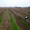 This being pruning time in wine country, I asked the master himself, Steve Borra, if he wouldn’t mind showing me a thing or two. Not long after sun-up on a [&hellip;]